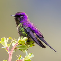 Purple-backed Thornbill